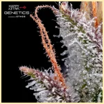 Pineapple Daddy Autoflower Seeds additional image 1