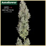 Pineapple Daddy Autoflower Seeds featured image