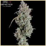Pineapple Diesel Autoflower Seeds additional image 3