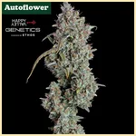 Pineapple Diesel Autoflower Seeds featured image