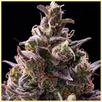 Pink Rozay Feminized Seeds additional image 1