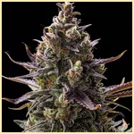 Pink Rozay Feminized Seeds featured image