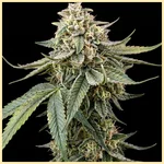 Power Mix Pack Weed Seeds additional image 3