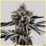Project Fanta Feminized Seeds additional image 1