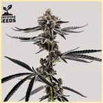 Project Fanta Feminized Seeds featured image