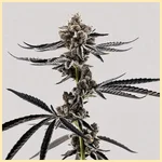 Project Fanta Feminized Seeds additional image 2
