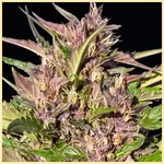 Pure Indica Feminized Seeds additional image 1