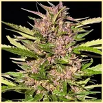Persian Mix Pack Weed Seeds additional image 3