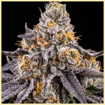Purple Gelato Feminized Seeds additional image 1