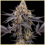 Purple Gelato Feminized Seeds featured image