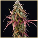Purple Weed Mix Pack Seeds additional image 3