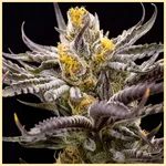 Purple Sunset Autoflower Seeds additional image 1