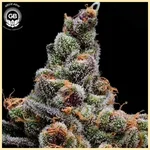 Purple Tangie Twist Feminized Seeds additional image 1