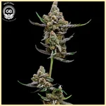 Purple Tangie Twist Feminized Seeds additional image 2
