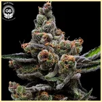 Purple Tangie Twist Feminized Seeds featured image