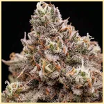 Rainbow Glue Feminized Seeds additional image 2
