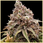 Rainbow Glue Feminized Seeds featured image