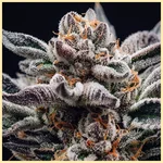 Rainbow Runtz Autoflower Seeds additional image 1
