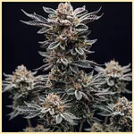 Rainbow Runtz Autoflower Seeds featured image