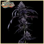 Rainbow Showers Feminized Seeds featured image