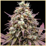 Raspberry Cough Autoflower Seeds additional image 1