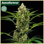 Rocket Juice Auto Seeds featured image