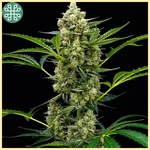 Rocket Juice Auto Seeds additional image 3