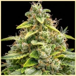 Royal Jack Autoflower Seeds additional image 1