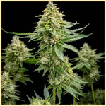Royal Jack Autoflower Seeds featured image