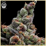 Sail Haten Feminized Seeds additional image 1