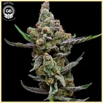 Sail Haten Feminized Seeds featured image