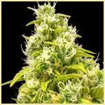 San Fernando Valley Feminized Seeds additional image 1