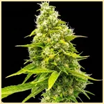San Fernando Valley Feminized Seeds featured image