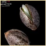 Knockout Feminized Seeds additional image 1
