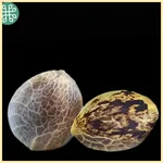 Biscotti Bliss Feminized Seeds additional image 1