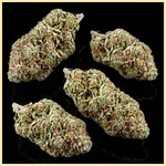 Sensi Skunk Feminized Seeds additional image 2