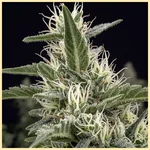 Sensi Skunk Feminized Seeds additional image 1