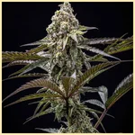 Shiva Skunk Feminized Seeds featured image