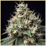 Skunk Autoflower Seeds additional image 1