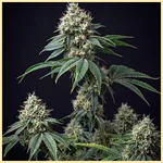 Skunk Autoflower Seeds featured image