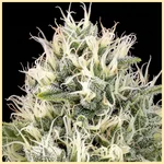 Skunk Fast Version Feminized Seeds additional image 1