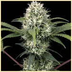 Skunk Fast Version Feminized Seeds featured image