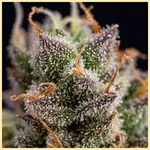 Slice O' Lime OG Autoflower Seeds additional image 2