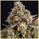 Slice O' Lime OG Autoflower Seeds additional image 1