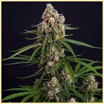 Slice O' Lime OG Autoflower Seeds featured image