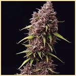 Snickerdoodle Feminized Seeds featured image