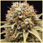 Somango Autoflower Seeds additional image 1