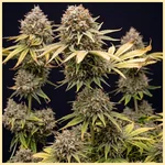 Somango Autoflower Seeds featured image