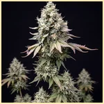 Autoflower Classics Mix Pack Seeds additional image 1