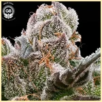 Sticky Bluntz Feminized Seeds additional image 1